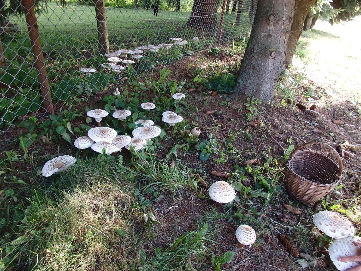 Krakowskie Mazury Gradzkie  外观 照片